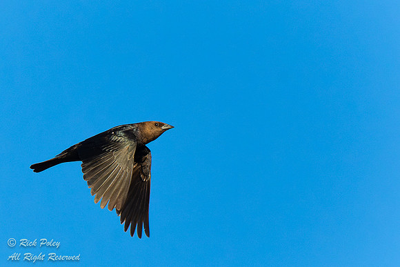 Male Brown-headed Cowbird (Molothrus ater) in Flight