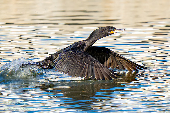 Neotropic Cormorant (Phalacrocorax brasilianus) Taking Off, NM
