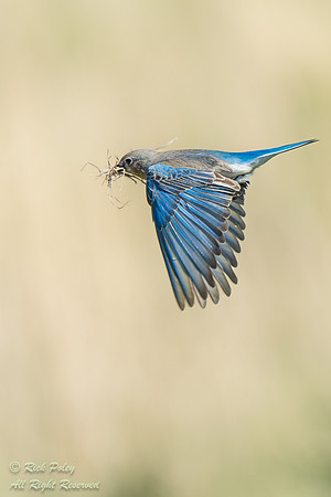 Female Mountain Bluebird (Sialia currucoides) Flying With Nestin