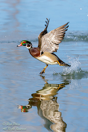 Drake Wood Duck (Aix sponsa) Explodes From Water, NM