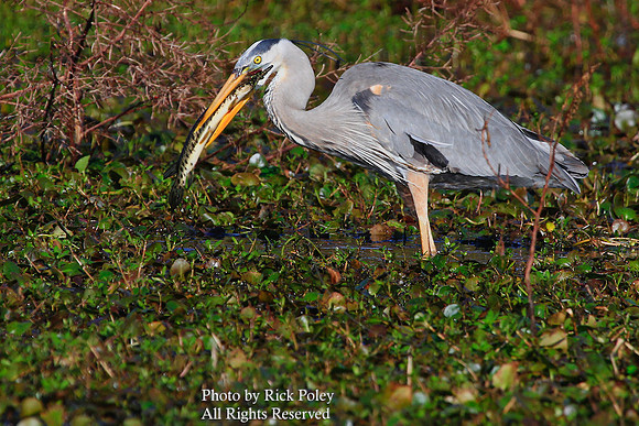 Great Blue Heron (Ardea herodias) with Florida Gar (Lepisosteus platyrhincus)