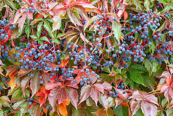 Fruiting Virginia Creeper (Parthenocissus quinquefolia), NM