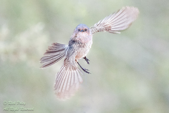 Bushtit (Psaltriparus minimus) Taking Flight, NM
