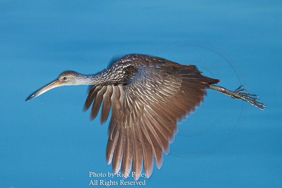 Flying Limpkin (Aramus guarauna