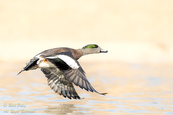 Drake American Wigeon (Anas americana) Flying Over a Pond; NM