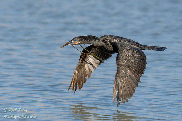 Neotropical Cormorant (Phalacrocorax brasilianus) Flying With Ne