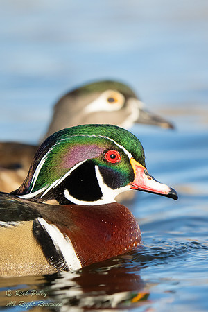 Male & Female Wood Ducks (Aix sponsa), NM