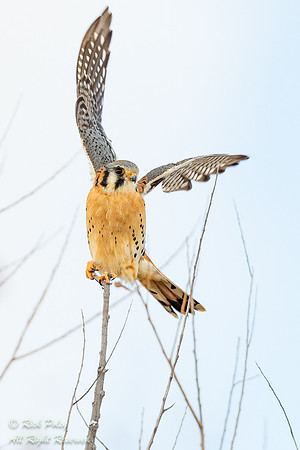 Male American Kestrel (Falco sparverius) Takes Flight, NM