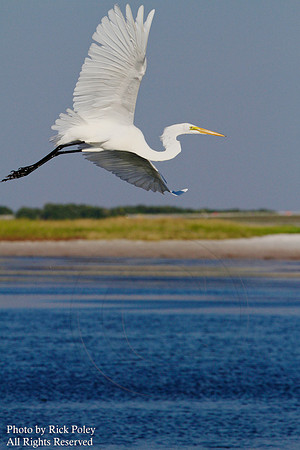 Great Egret (Ardea alba) Flying