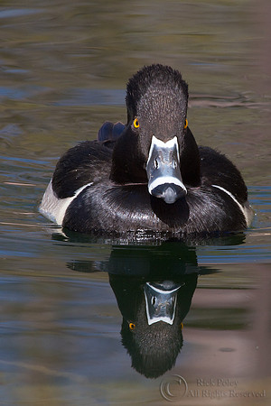 Ring-necked Duck (Aythya collaris)