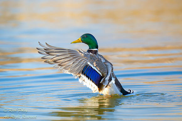 Male Mallard (Anas platyrhynchos) Drying Wings After Bathing, NM
