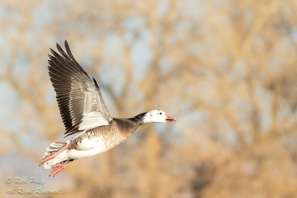 Dark Morph Snow Goose (Chen caerulescens) in Flight With Autumn