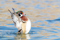 Drake Wood Duck (Aix sponsa) Drying Off Wings After Bathing, NM