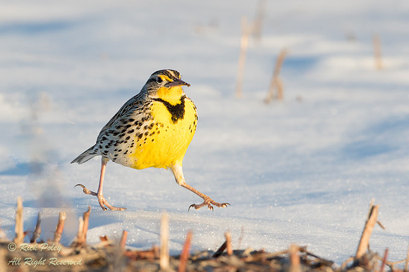 Western Meadowlark (Sturnella neglecta) Running on Snow, NM