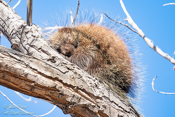 Porcupine (Erethizon dorsatum) on Cottonwood Branch, NM