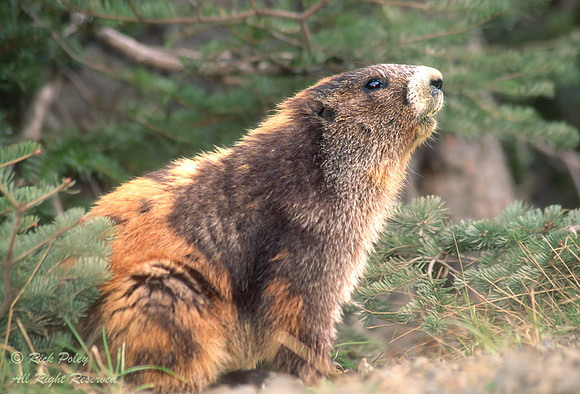 Olympic Marmot (Mamota olympus), Olympic NP, WA