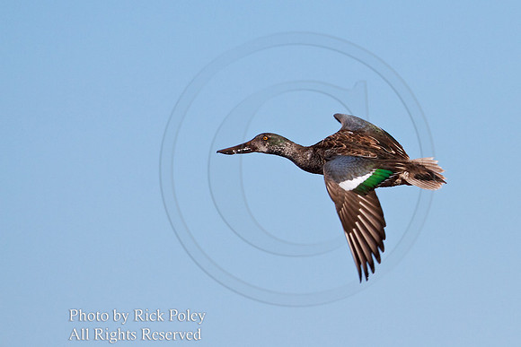 Flying Male Nonbreeding Northern Shoveler