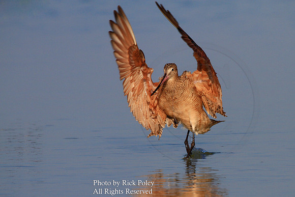 Marbled Godwit (Limosa fedoa) Bathing;