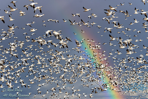 Snow Geese (Chen caerulescens) Flying Under a Rainbow, NM