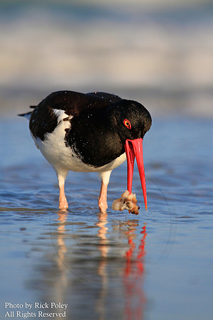 American Oystercatcher (Haematopus palliatus) Feeding