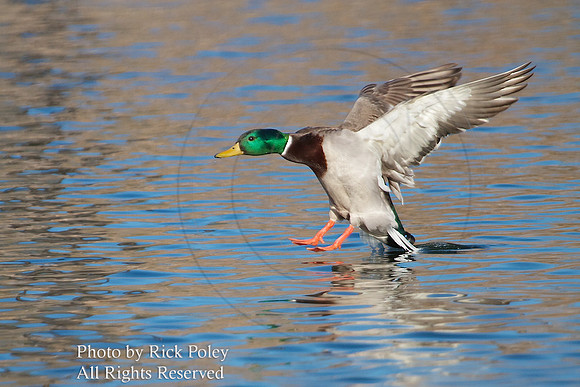 Drake Mallard Landing