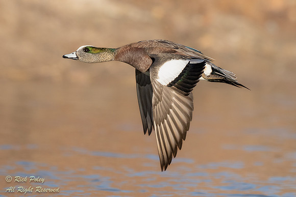 Drake American Wigeon (Anas americana) in Flight, NM