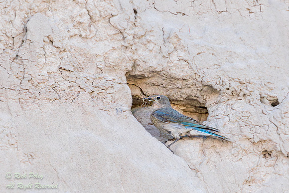Female Mountain Bluebird (Sialia currucoides)  Returning to Nest