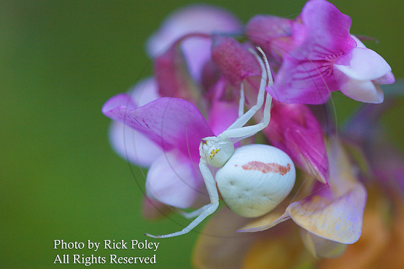 Goldenrod Crab spider