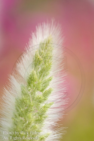 Ornamental Grass Abstract