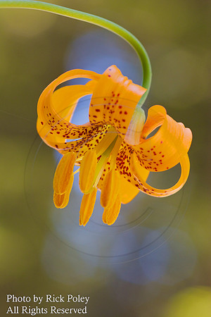 Leopard Lily