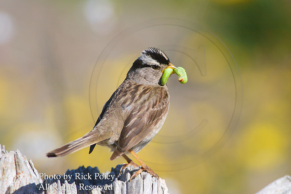 White-crowned Sparrow