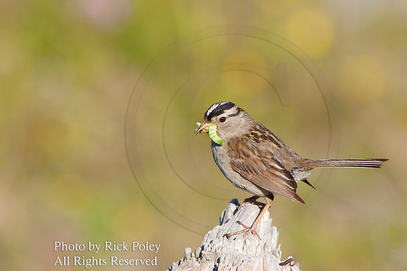 White-crowned Sparrow