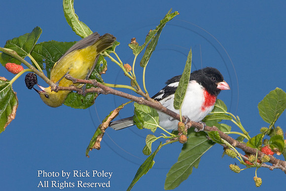Rose-Breasted Grosbeak & Orchard Oriole