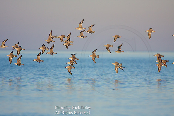 Red Knots (Calidris canutus) in Flight