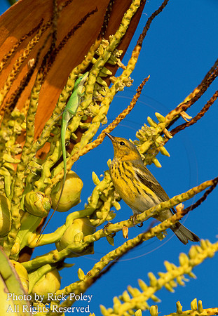 Cape May Warbler & Green Anole