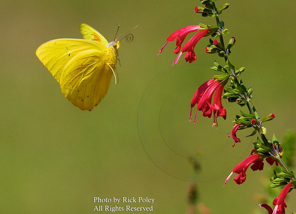 Orange-Barred Sulphur (Phoebis philea)