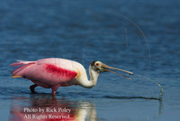 Feeding Roseate Spoonbil