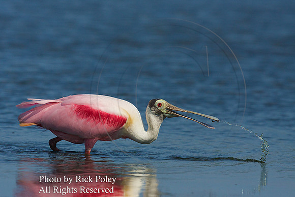 Feeding Roseate Spoonbil