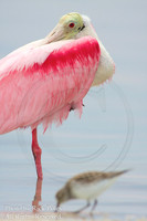 Roseate Spoonbill & Least Sandpiper