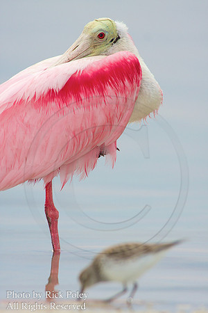 Roseate Spoonbill & Least Sandpiper