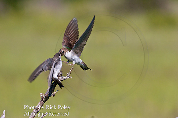 Violet-green Swallows
