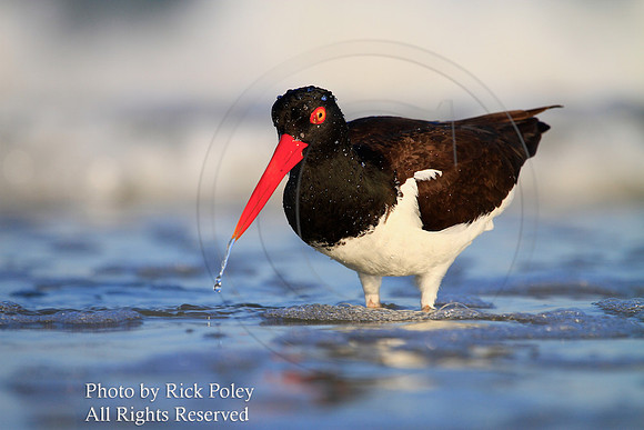 Foraging American Oystercatcher (Haematopus palliatus)