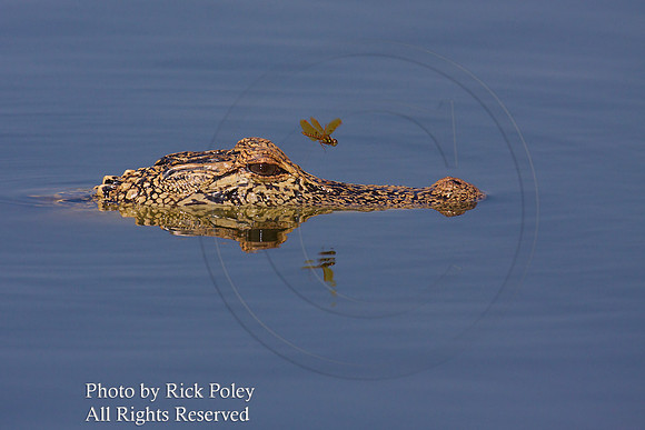 Alligator & Dragonfly