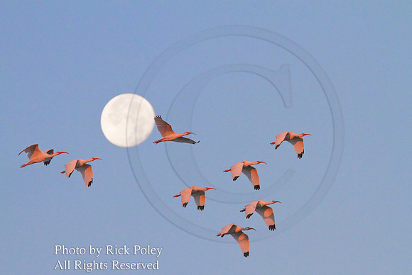 White Ibis & Setting Moon