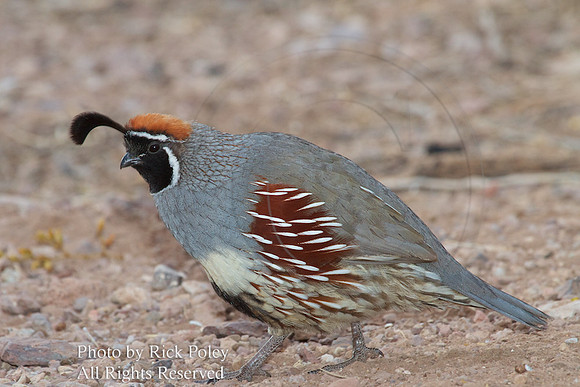 Male Gambel's Quail