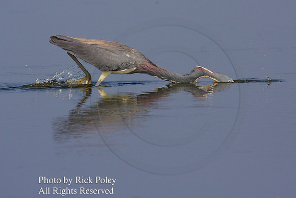 Tricolored Heron