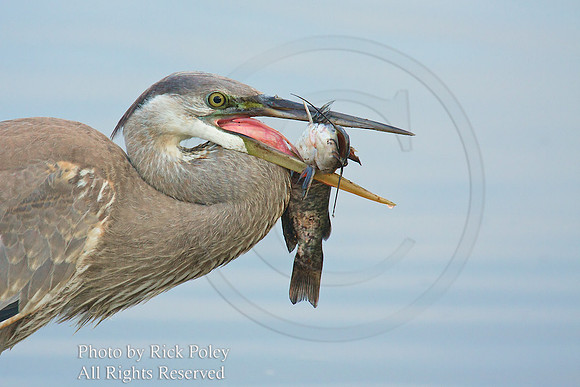 Great Blue Heron With Catfish