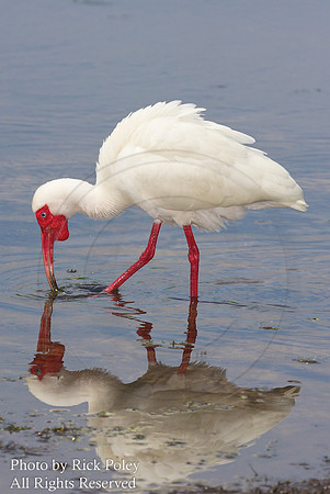 White Ibis