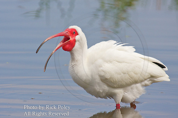 White Ibis