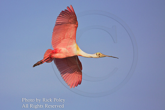 Roseate Spoonbil